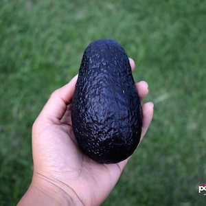 Mexican AVOCADO PURSE