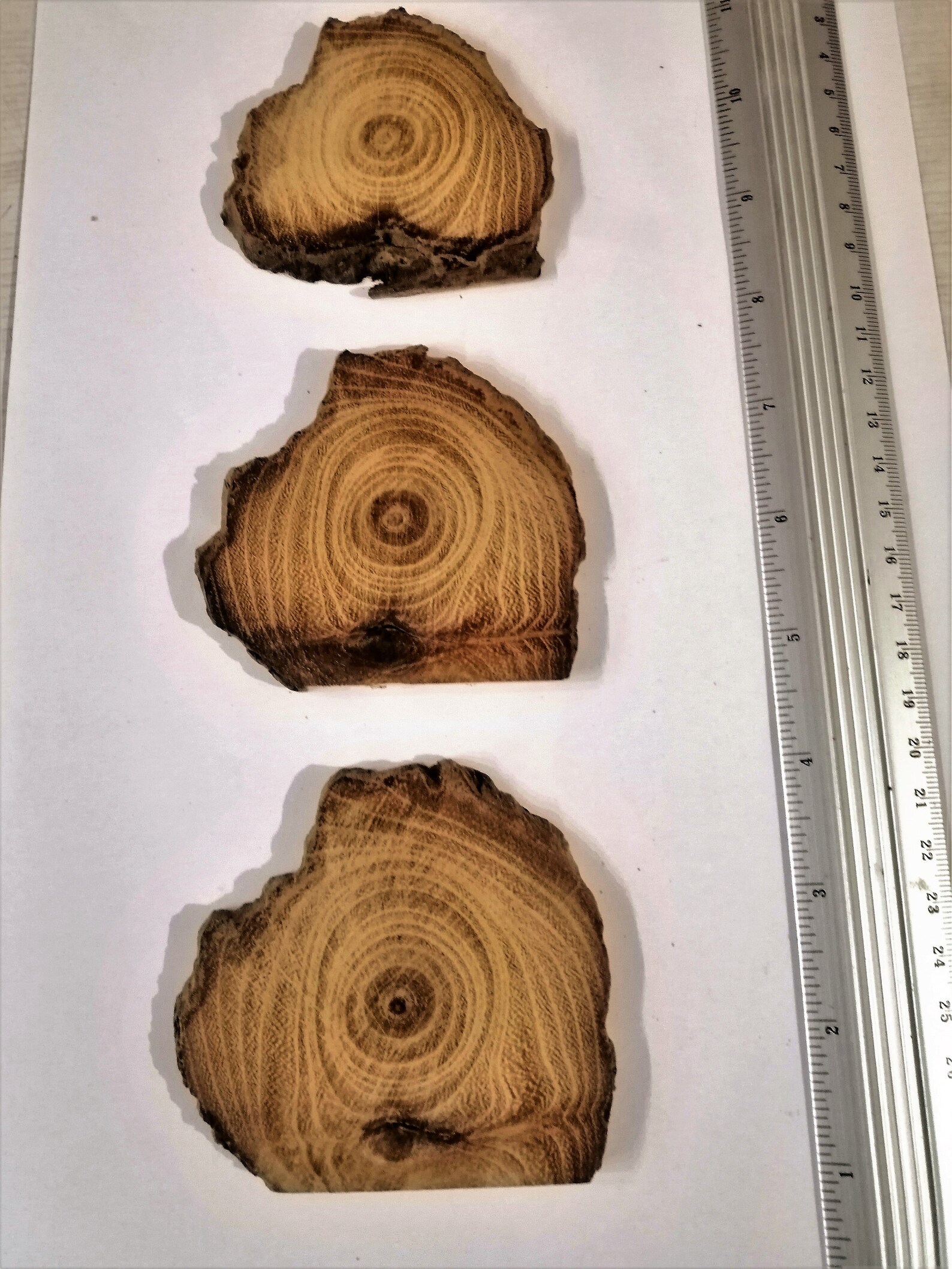 3 Beautiful Driftwood Pieces Set Round Driftwood driftwood Etsy