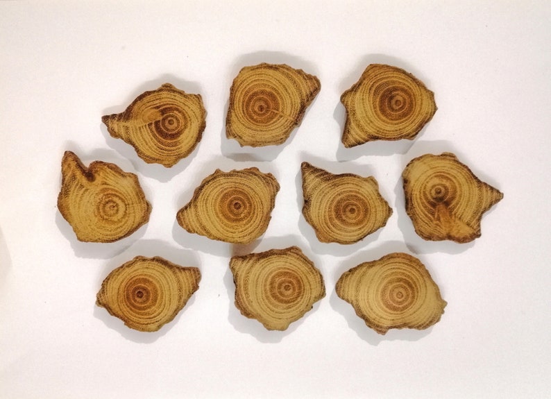 10 Beautiful Driftwood Pieces Set Round Driftwood Driftwood Etsy