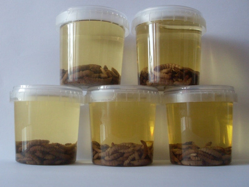 Waxworm Elixir Bee Moth Extract Wax Moth Tincture Moth Etsy