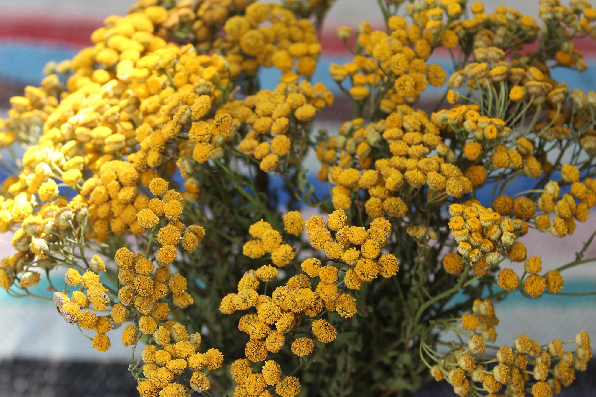 Dried Tansy Yellow Dried Flowers Wedding Decor Yellow Etsy