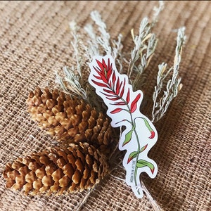 Indian Paintbrush Sticker - Wildflower Collection