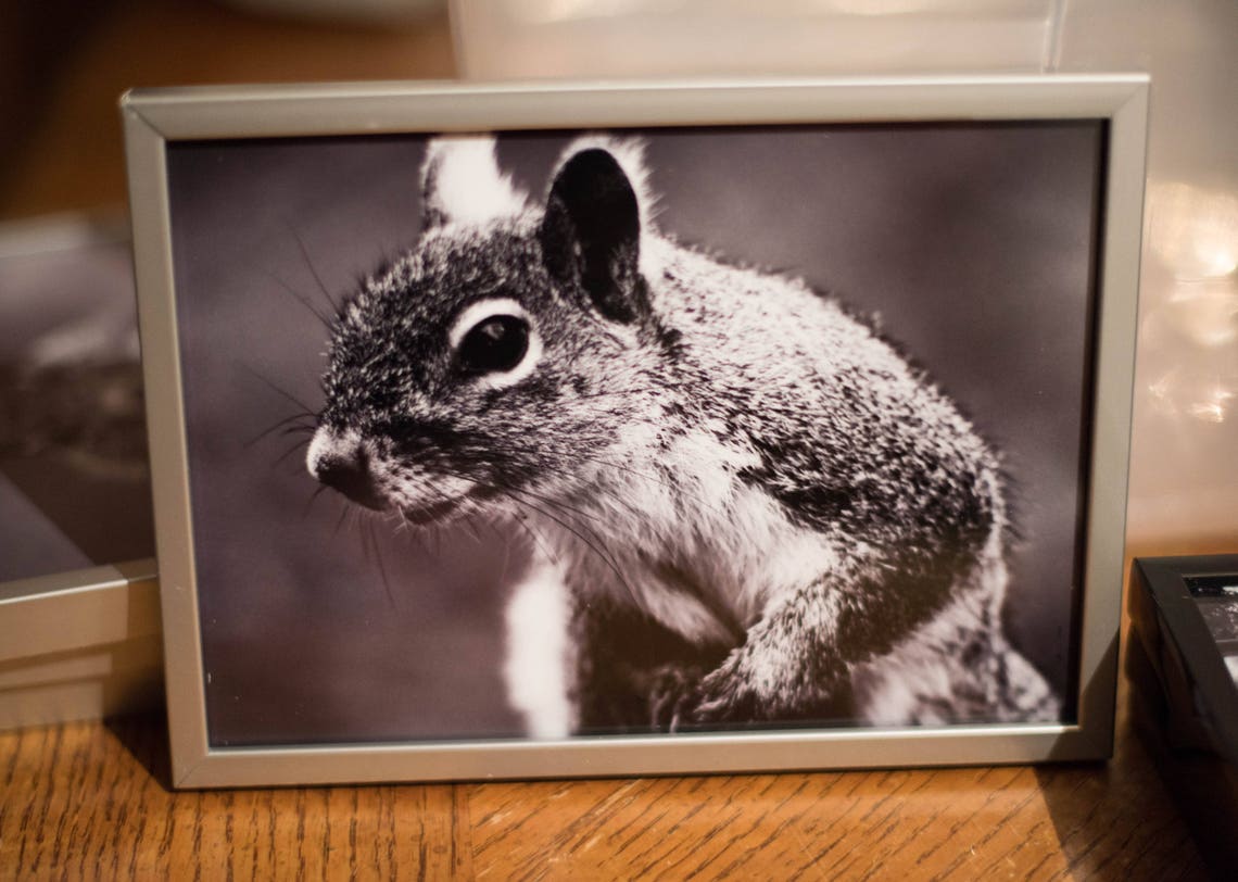 Eichhörnchen schwarz und weiß gerahmte Foto 5 x 7 2 | Etsy