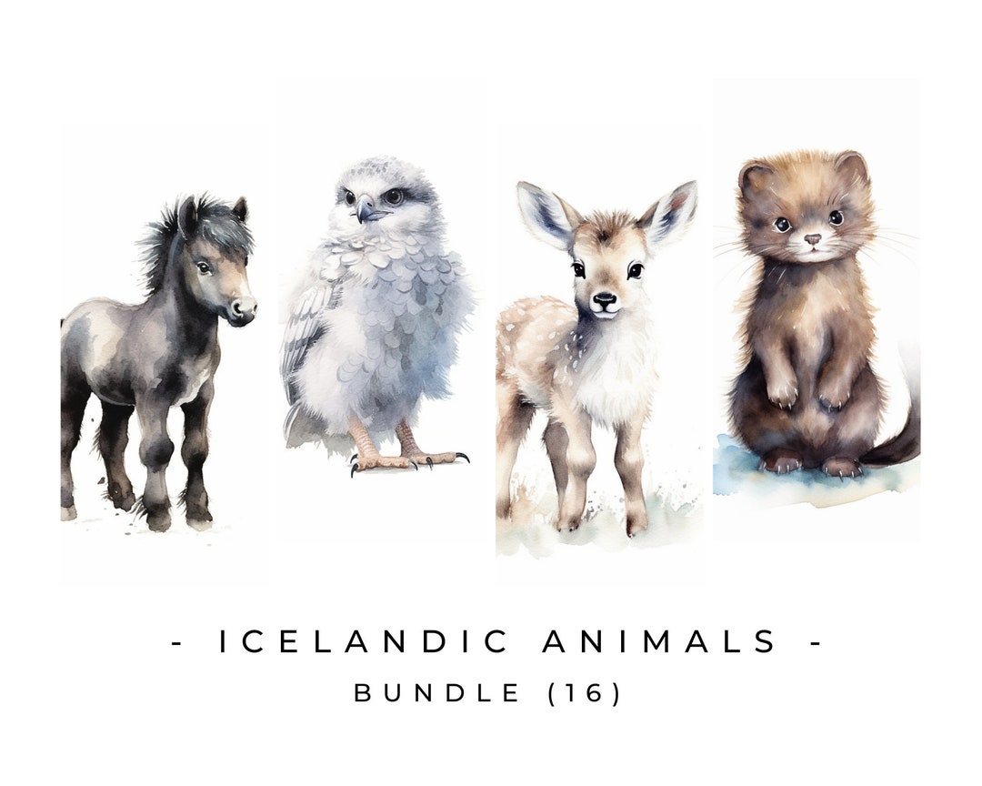 Icelandic Horse Clipart Bundles Reindeer Png Baby Nursery Clipart