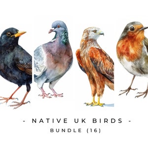 Pássaros nativos britânicos ClipArt Png Birds Clip art Pássaros nativos Download digital Observação de pássaros Arte do Reino Unido para amantes de pássaros Design para impressão Cartão DIY