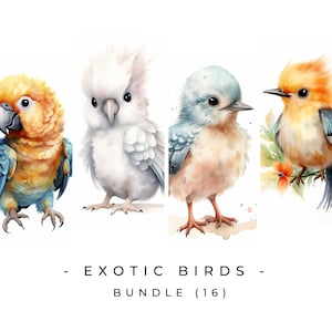 Aves exóticas ClipArt Png Cute Birds Clipart Kids Nursery Clipart Uso comercial Descarga digital Recursos de educación en el hogar Animales Baby shower