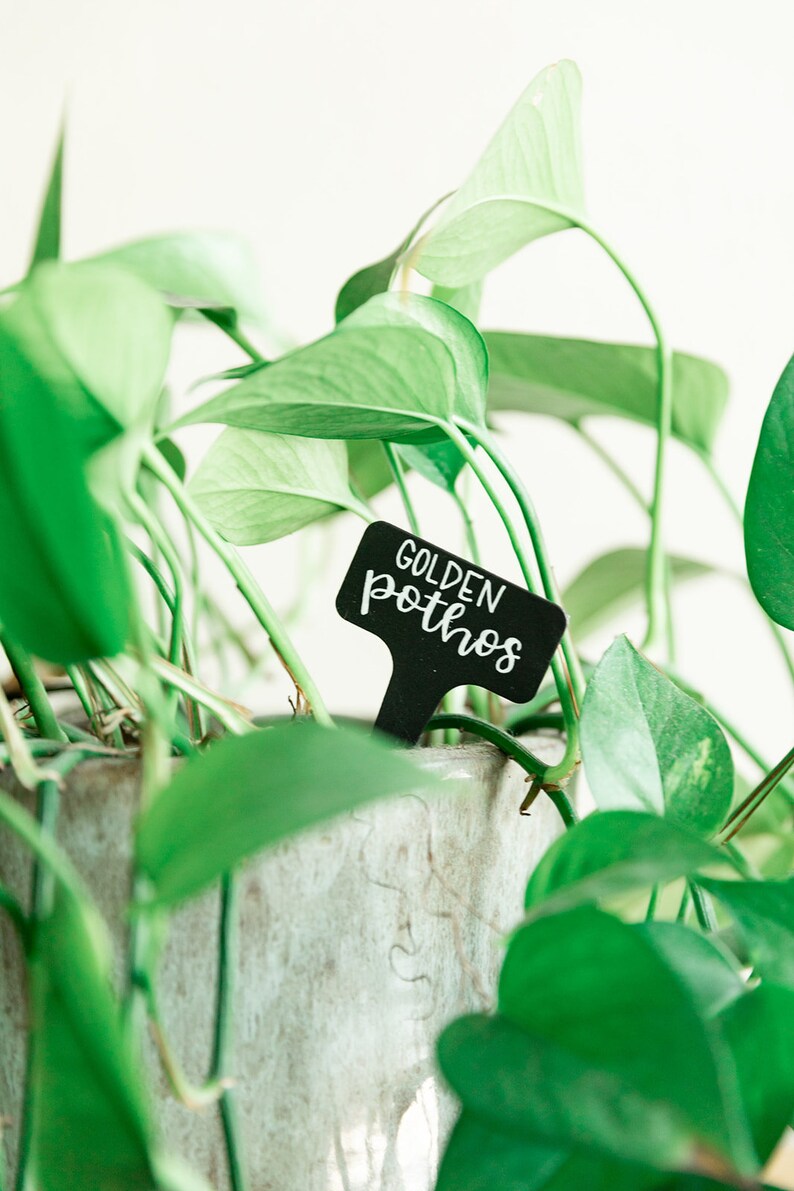 Handwritten Plant Labels Plant Names Garden Markers Herb Etsy