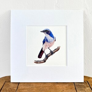 Scrub Jay bird art print watercolor painting, Western Scrub Jay, woodhouse, ornithology gift, birding gift, bird lover wall art, wall decor 6x6 matted to 10x10