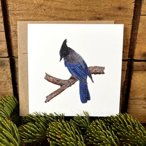 Steller's Jay greeting card with envelope, bird card, watercolor bird notecard, bird lover gift, wildlife card, ornithology gift Recycled Kraft