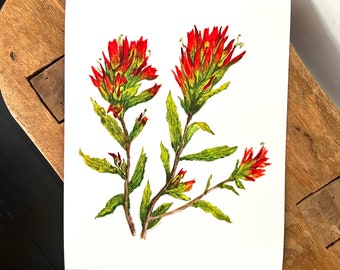 Indian paintbrush fine art print, wildflower botanical art print, floral watercolor illustration, wall art, nature lover gift, cottagecore