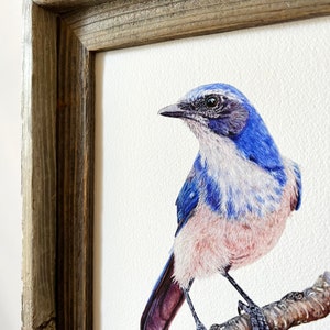 Scrub Jay bird art print watercolor painting, Western Scrub Jay, woodhouse, ornithology gift, birding gift, bird lover wall art, wall decor image 3