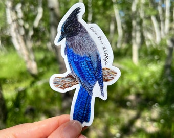 Steller's Jay sticker, vinyl sticker decal, bird sticker, bird gift, laptop sticker, tumbler sticker, car sticker, ornithology gift
