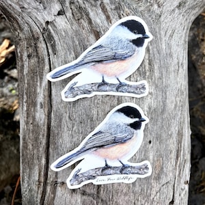 Black capped chickadee sticker, vinyl sticker decal, bird sticker, bird gift, laptop sticker, tumbler sticker, car sticker, ornithology gift