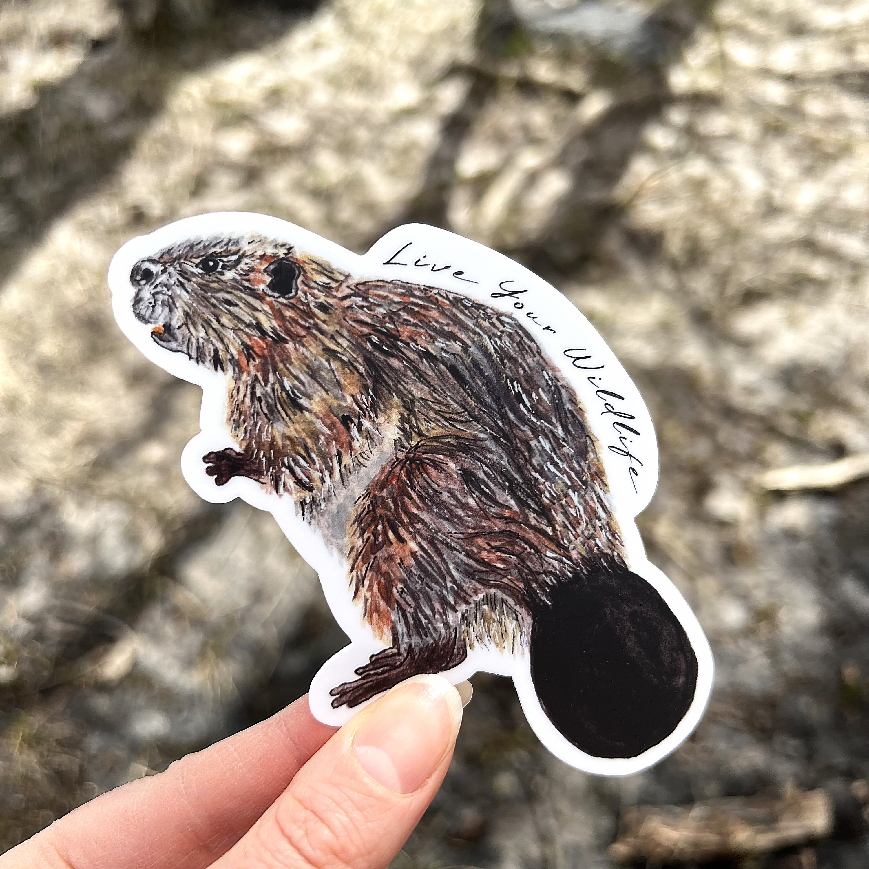 Beaver Sticker, Waterproof Vinyl Die Cut Decal, Wildlife Laptop Sticker ...