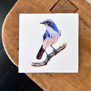 Scrub Jay bird art print watercolor painting, Western Scrub Jay, woodhouse, ornithology gift, birding gift, bird lover wall art, wall decor 6x6 (print only)