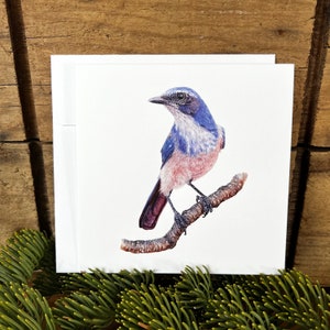 Scrub Jay Grußkarte mit Umschlag, Vogel Karte, Aquarell Vogel Notizkarte, Vogel Liebhaber Geschenk, Wildtier Karte, Ornithologie Geschenk