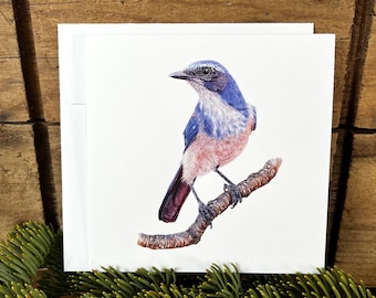 Scrub Jay greeting card with envelope, bird card, watercolor bird notecard, bird lover gift, wildlife card, ornithology gift
