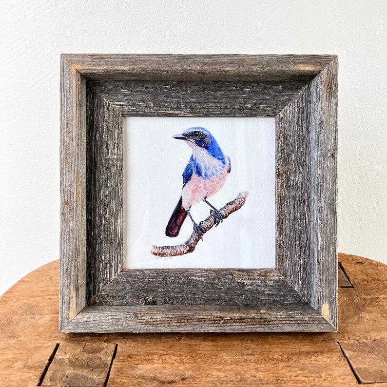 Scrub Jay bird art print watercolor painting, Western Scrub Jay, woodhouse, ornithology gift, birding gift, bird lover wall art, wall decor image 5