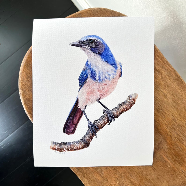 Scrub Jay bird art print watercolor painting, Western Scrub Jay, woodhouse, ornithology gift, birding gift, bird lover wall art, wall decor 8x10 (print only)