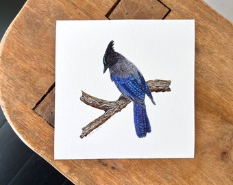 Steller's Jay bird art print watercolor painting, bird nerd ornithology gift, birding gift, bird lover wall art, wall decor, lakehouse decor