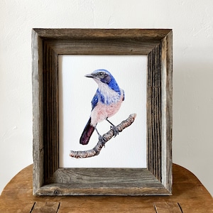 Scrub Jay bird art print watercolor painting, Western Scrub Jay, woodhouse, ornithology gift, birding gift, bird lover wall art, wall decor image 1