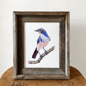 Scrub Jay bird art print watercolor painting, Western Scrub Jay, woodhouse, ornithology gift, birding gift, bird lover wall art, wall decor