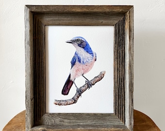 Scrub Jay bird art print watercolor painting, Western Scrub Jay, woodhouse, ornithology gift, birding gift, bird lover wall art, wall decor