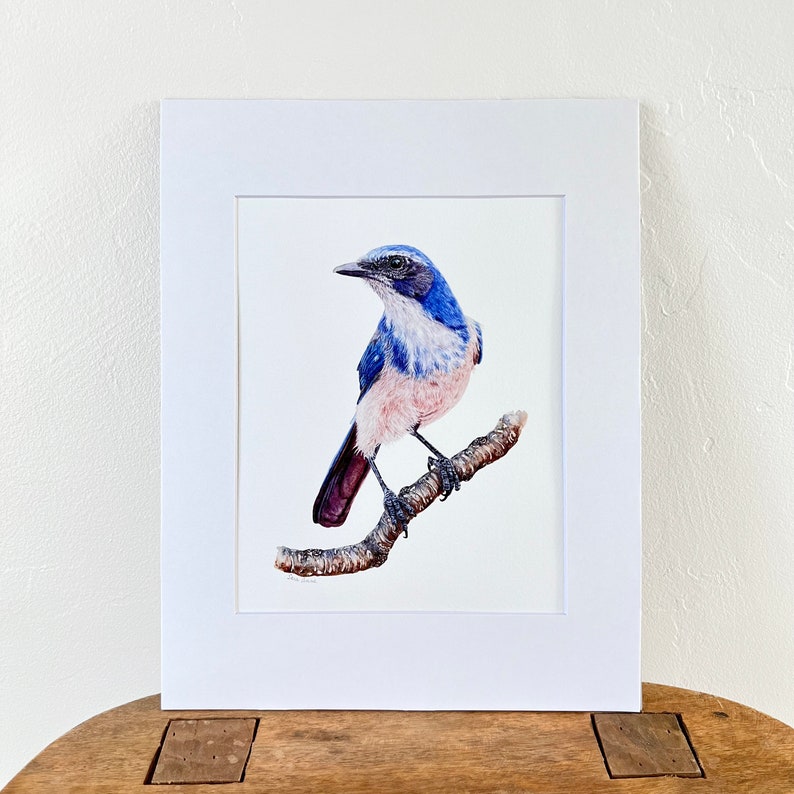 Scrub Jay bird art print watercolor painting, Western Scrub Jay, woodhouse, ornithology gift, birding gift, bird lover wall art, wall decor 8x10 matted to 11x14