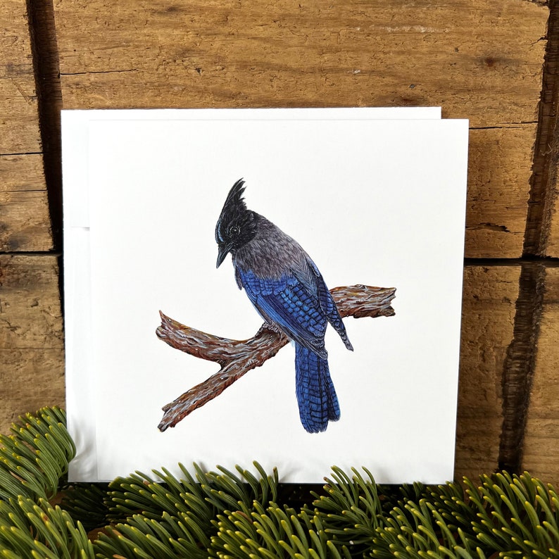Steller's Jay greeting card with envelope, bird card, watercolor bird notecard, bird lover gift, wildlife card, ornithology gift Bright white