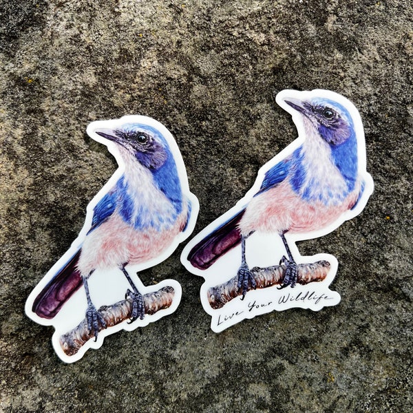 Scrub Jay sticker, waterproof vinyl decal, wildlife laptop sticker, animal nature sticker, stocking stuffer, tumbler sticker, car decal