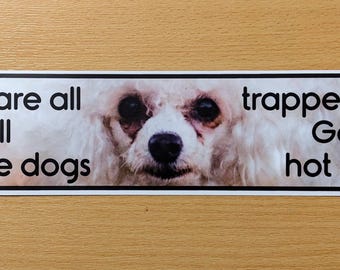 Small White Dog Bumper Sticker