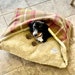 see more listings in the Dog Beds section