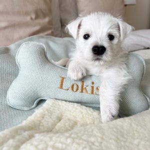 May include: A small white puppy with dark eyes and a black nose resting its front paws on a light sage green, bone-shaped pillow. The pillow features a herringbone pattern and the name Lokis embroidered in gold thread across the center.