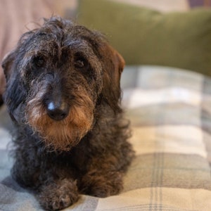 May include: A wire-haired dachshund with a dark brown and black coat, featuring a distinct wiry texture around the muzzle and face. The dog has large, dark, expressive eyes and floppy ears, looking directly forward with a calm and steady gaze.