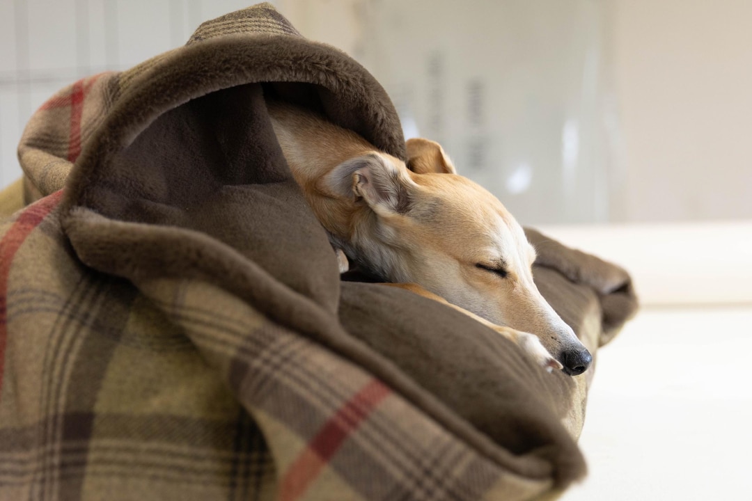 Dog Bed Hunter Brown 80 x 60 cm