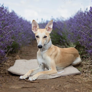 whippet dog in lavender field laying on brown stone herringbone tweed picnic pad/travel mat. matching handles and straps, waterproof backing and wadding liner to for comfort.