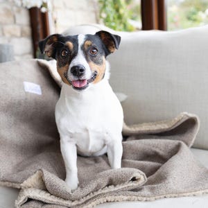 Dog blankets australia hot sale