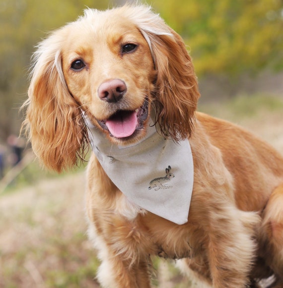 cocker spaniel bandanas