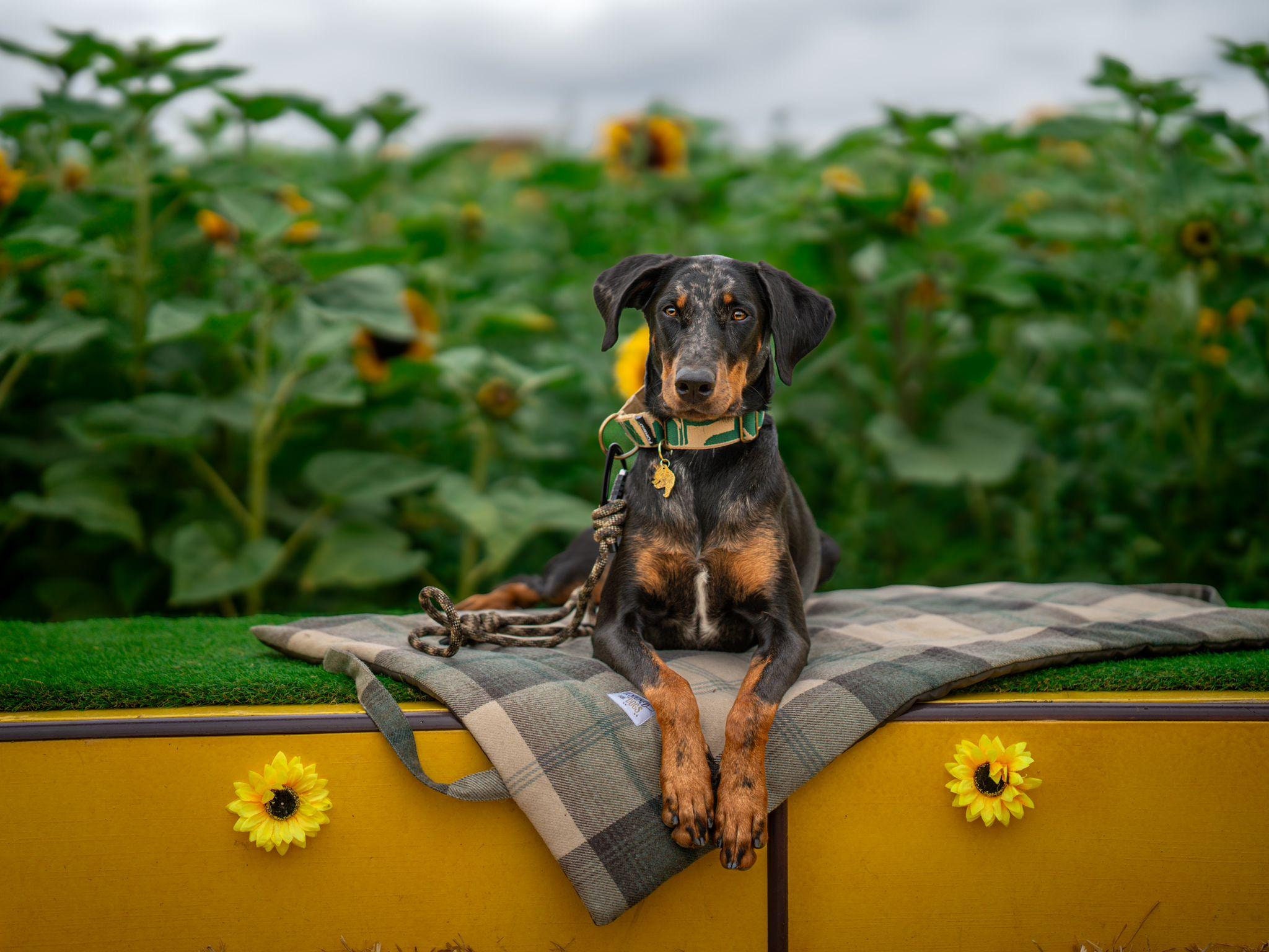 Dog Training Mat, in Farmhouse Tartan. Settle Mat, Travel Dog Bed. THE PICNIC PAD in Blue, Green, Duck Egg, Cream Check
