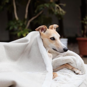 Latte Tweed Doggy Den Bed - Personalised Dog Bed in Calming Neutral Beige. Dachshund Bed, Whippet Bed