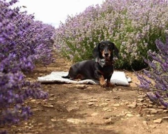 Dachshund Print PICNIC PAD - Dog Settle Mat in Natural Linen & Grey Dachshund Cotton, Dog Travel Bed