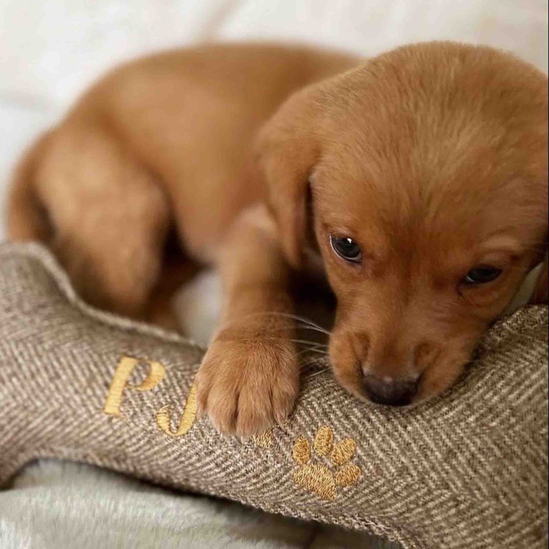May include: A brown puppy with big brown eyes is lying on a brown and white bone-shaped dog toy. The toy has the letters "PJ" embroidered on it.