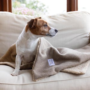 Könnte beinhalten: Ein brauner und weißer Hund liegt auf einem beigen Sofa mit einer braunen und weißen Decke. Die Decke hat ein kleines weißes Etikett mit dem Wort "Remarkable" darauf.
