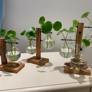 Plant Propagation | Plant Lovers Gift | Gifts For Her | Indoor Plant Cutting Stand | garden lovers|originality
