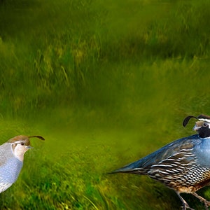 Quail painting. Two quails in the brush. Farm painting. Bird painting. 8 x 10 inches on stretched canvas. By Eve Holloran.