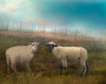 Two sheep landscape painting. Pasture with sheep.Blue sky sunset. Original painting. 8 x 10 inch stretched canvas. By Eve Holloran