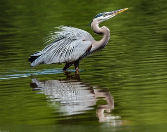Great Blue Heron, Heron strutting in water, Wildlife Photography, Nature Photography, Large Wall Art Print, Fine Art Photograph, conserve