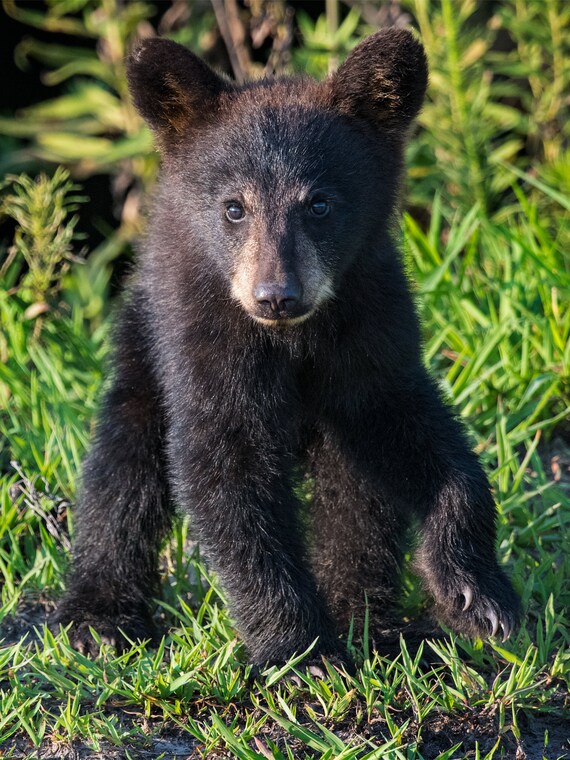 Black Bear Cub Baby Bear Fierce Bear Cub Bear Claws Etsy