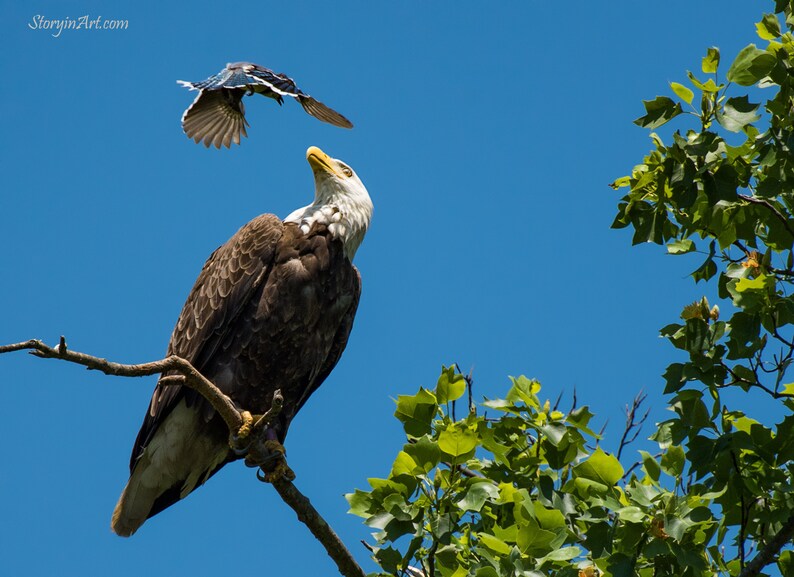 Hyacinth macaw breeder image
