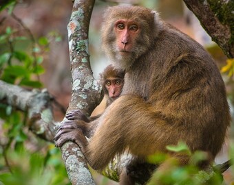 Formosan Rock Macaque, Monkey, Mom and Baby, Taiwan, Wildlife Photograph, Large Wall Art Print, Fine Art Photograph, protection, color print